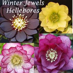 Winter Jewels Hellebores